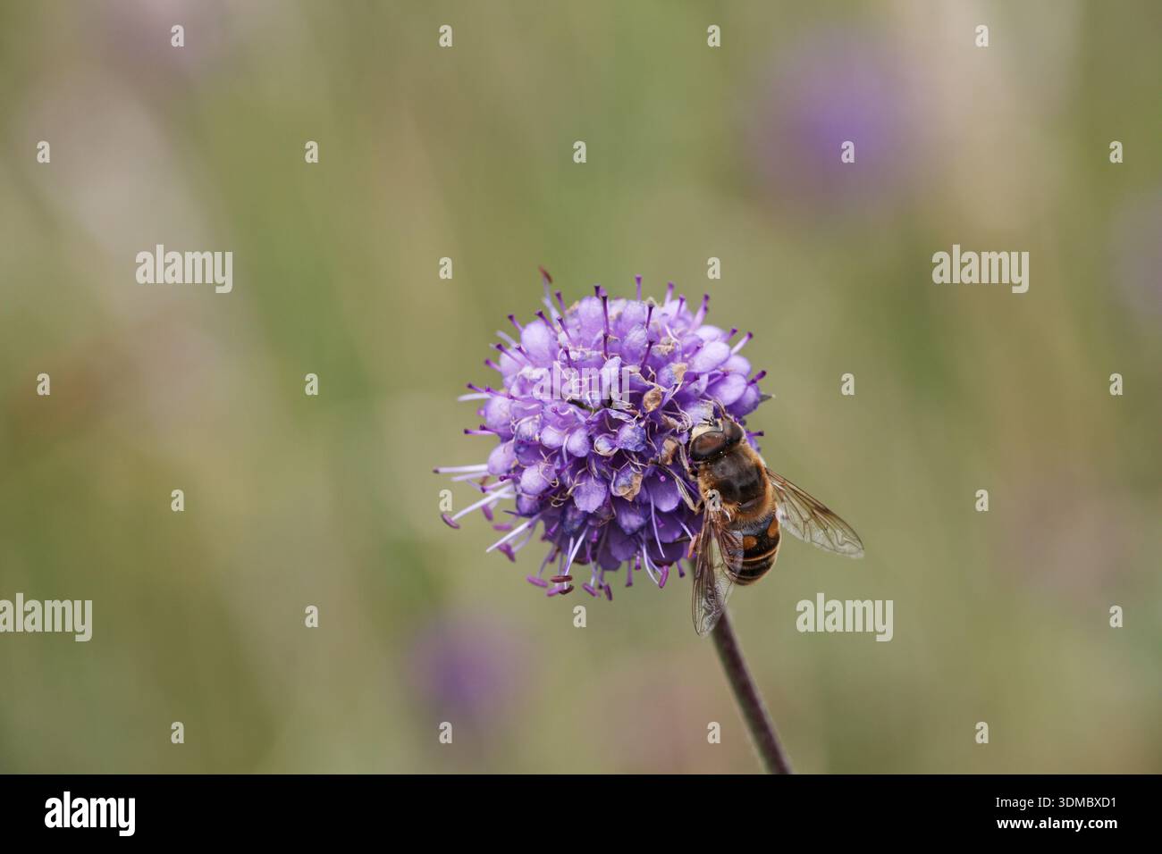 Devilsbit scabious Succisa pratensis fiore singolo capo con una hoverfly Parco Nazionale di Brecon Beacons Wales UK Settembre 2012 Foto Stock