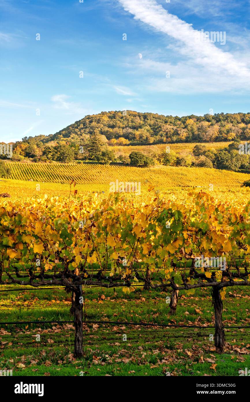 Vista dei vigneti dorati sulle colline orientali della Napa Valley AVA, Napa, Napa County, California, USA. Foto Stock