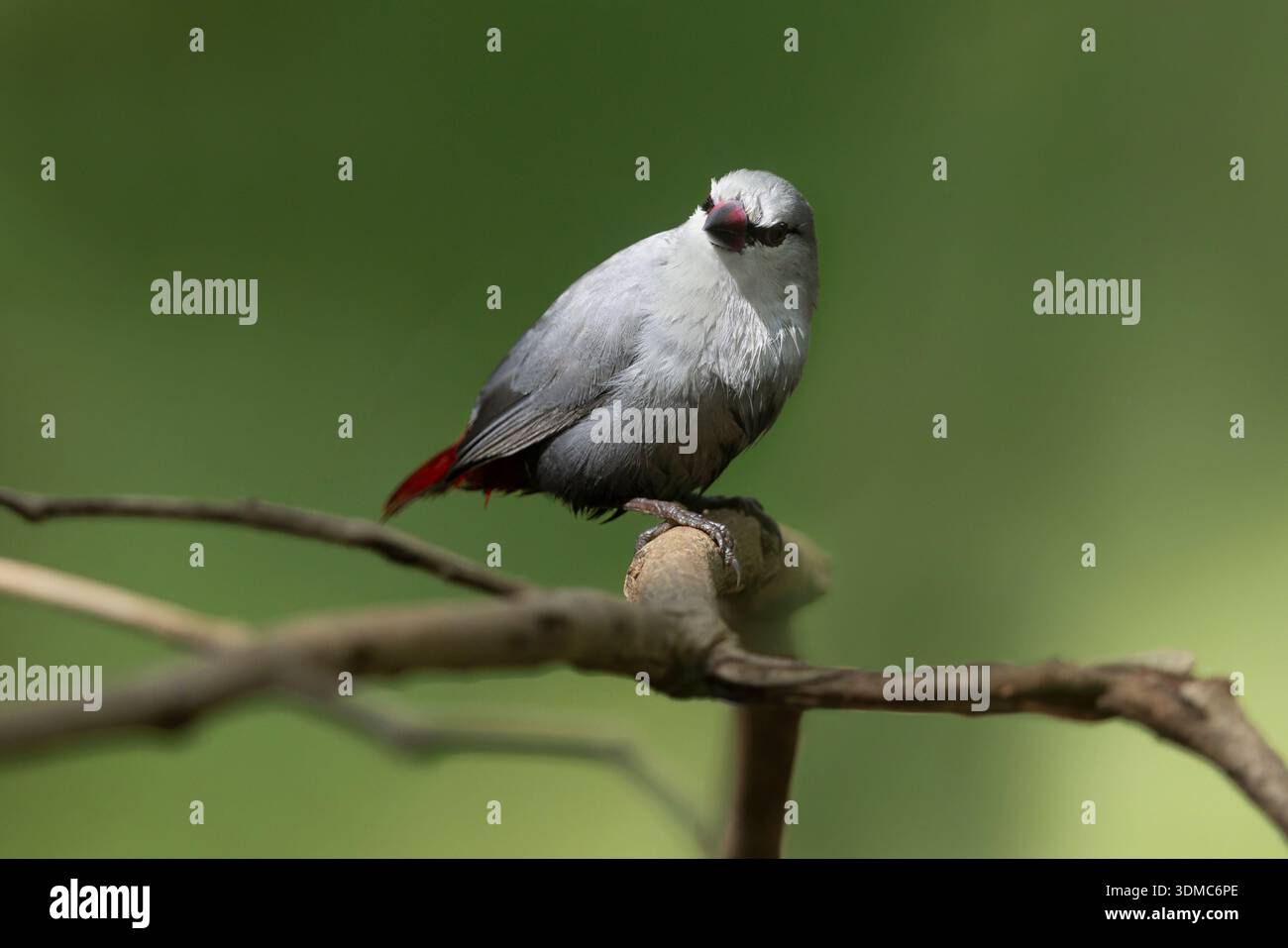 Lavender Waxbill, Faraba Banta Bush trakc, Gambia, novembre 2025 Foto Stock