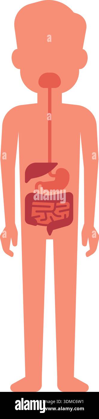 Un cartone animato degli organi interni di un uomo, compreso lo stomaco, il fegato Illustrazione Vettoriale