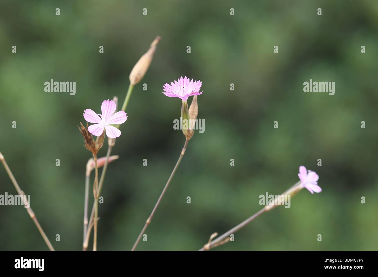 Fiore di Zeus (Dianthus sp) ad Adana, Turchia Foto Stock