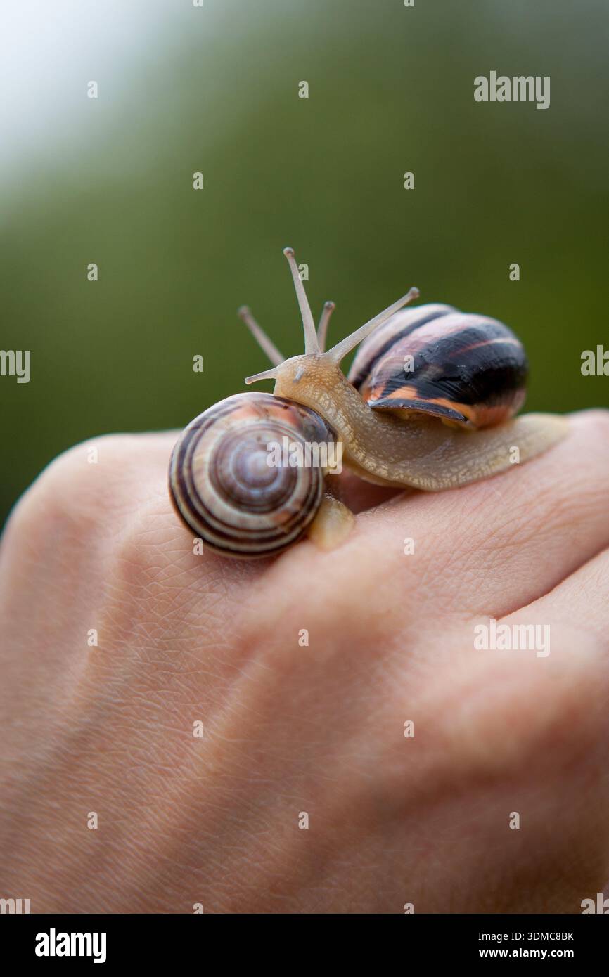Cepaea hortensis, Cepaea nemoralis (lumache terrestri) due lumache con conchiglie miste a portata di mano con morbido sfondo verde Foto Stock