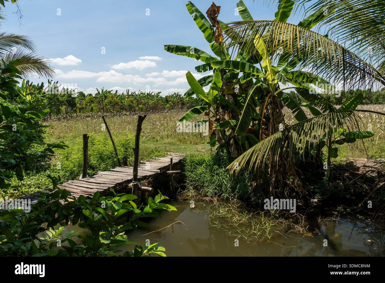 Vietnam. un campo agricolo, un canale d'acqua e un sentiero vicino ad Ap Bac nella provincia di Tien Giang/ Foto Stock