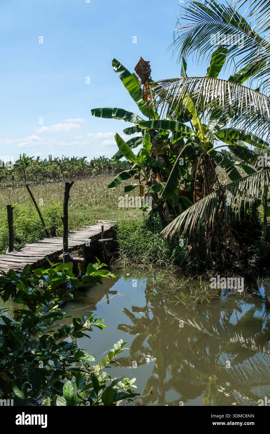 Vietnam. un campo agricolo, un canale d'acqua e un sentiero vicino ad Ap Bac nella provincia di Tien Giang/ Foto Stock