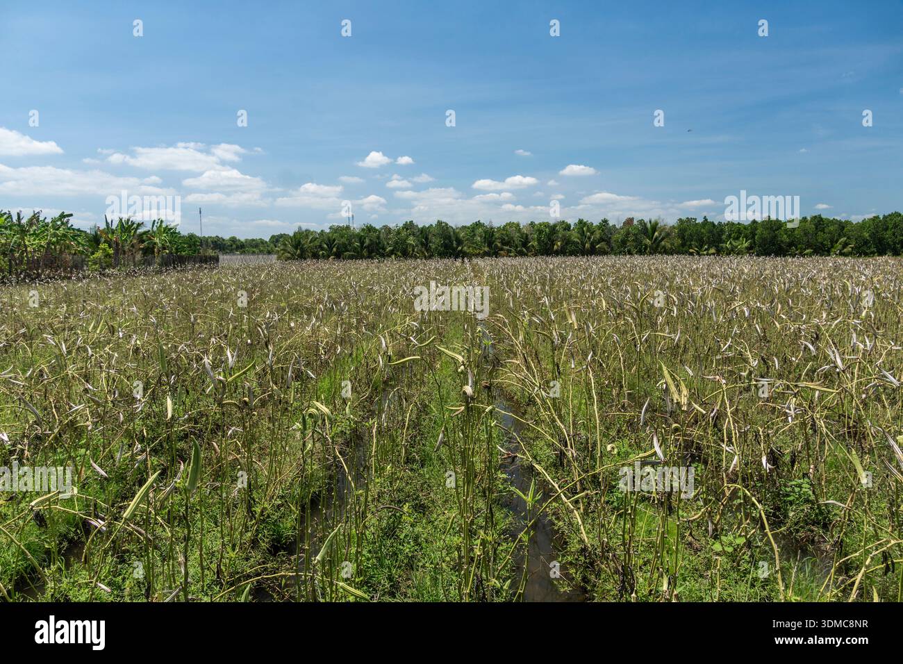 Vietnam. un campo agricolo, un canale d'acqua e un sentiero vicino ad Ap Bac nella provincia di Tien Giang/ Foto Stock