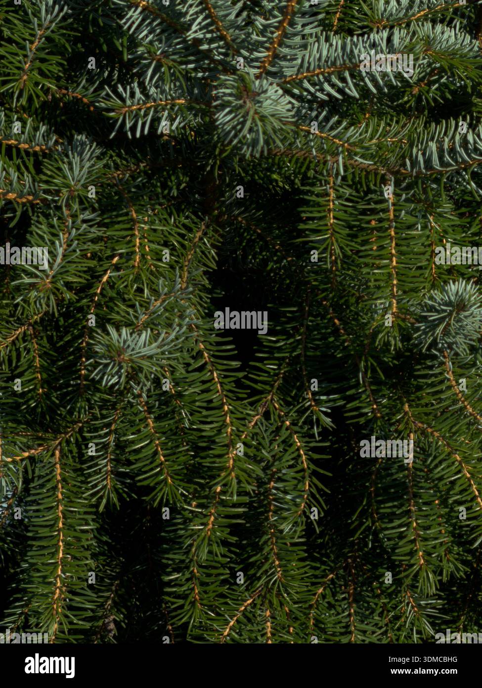Un primo piano dettagliato di aghi di pino verde e rami legnosi che formano un motivo lussureggiante e organico, perfetto per design ecologici o per tema invernale Foto Stock