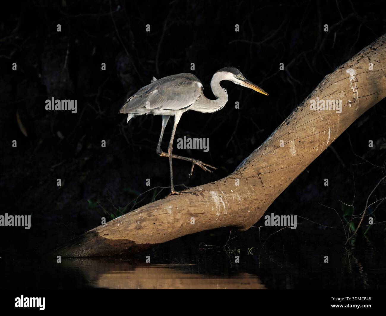 Cocoi Heron (Ardea cocoi) camminando sul tronco morto dell'albero vicino all'acqua, Pantanal, Brasile, ottobre Foto Stock