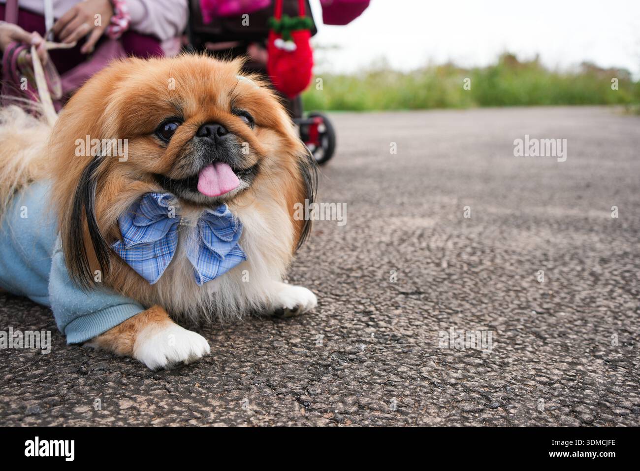 Un cane pekingese. Foto Stock