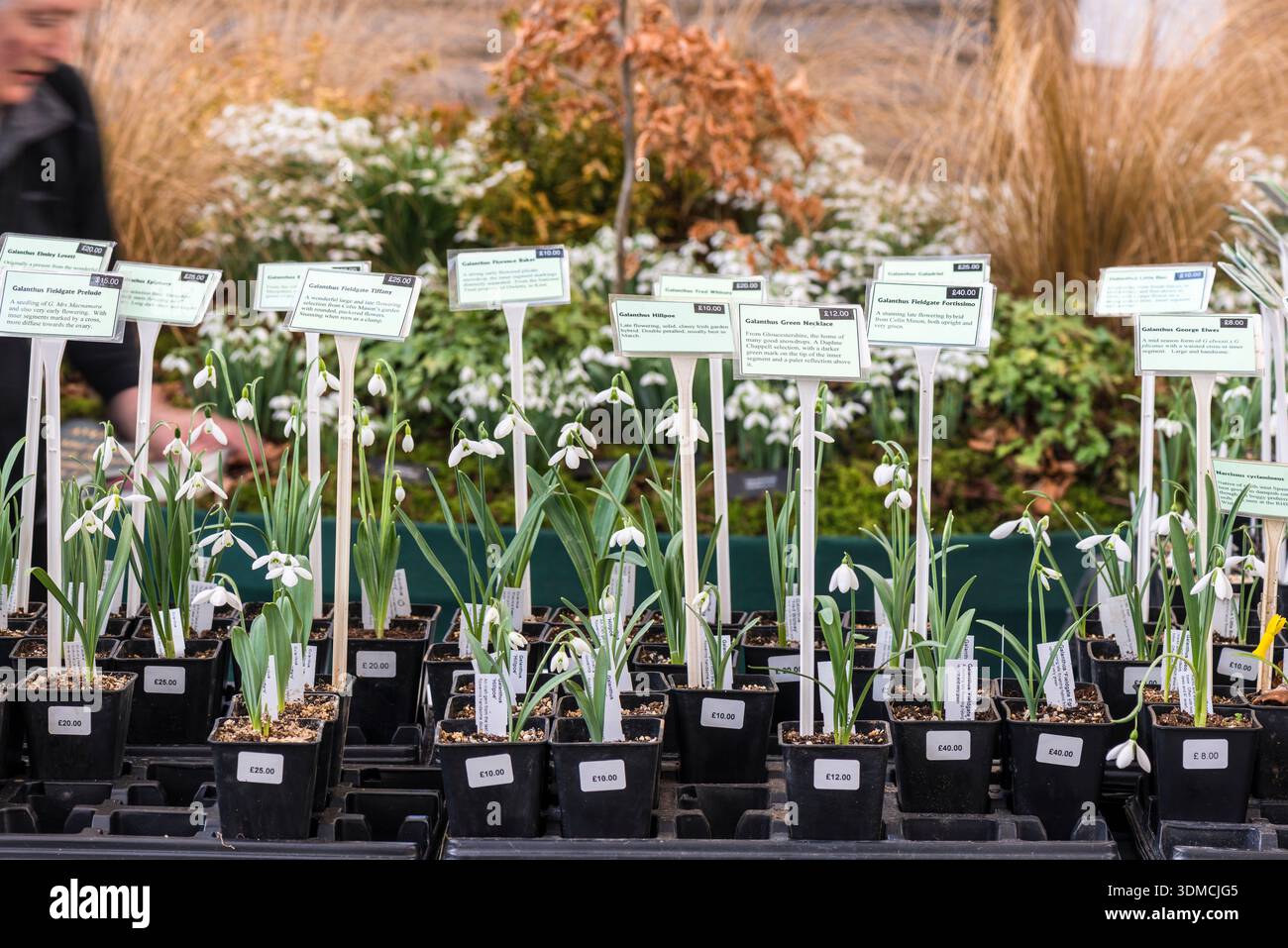 Nevicate in pentole al RHS London 2014 Foto Stock