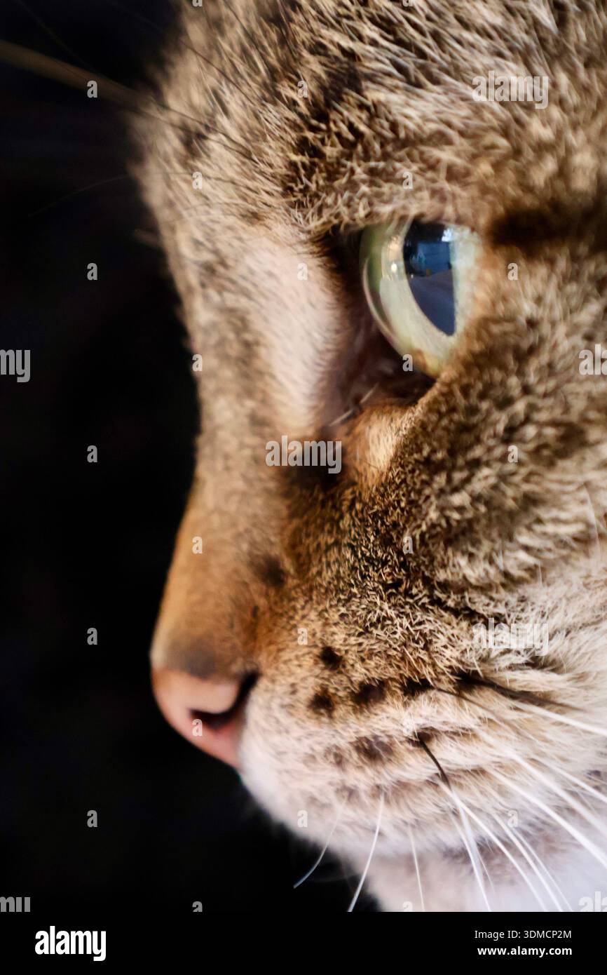 Primo piano del profilo laterale di un gatto tigrato incrociato con il Bengala e occhio verde su sfondo nero Foto Stock