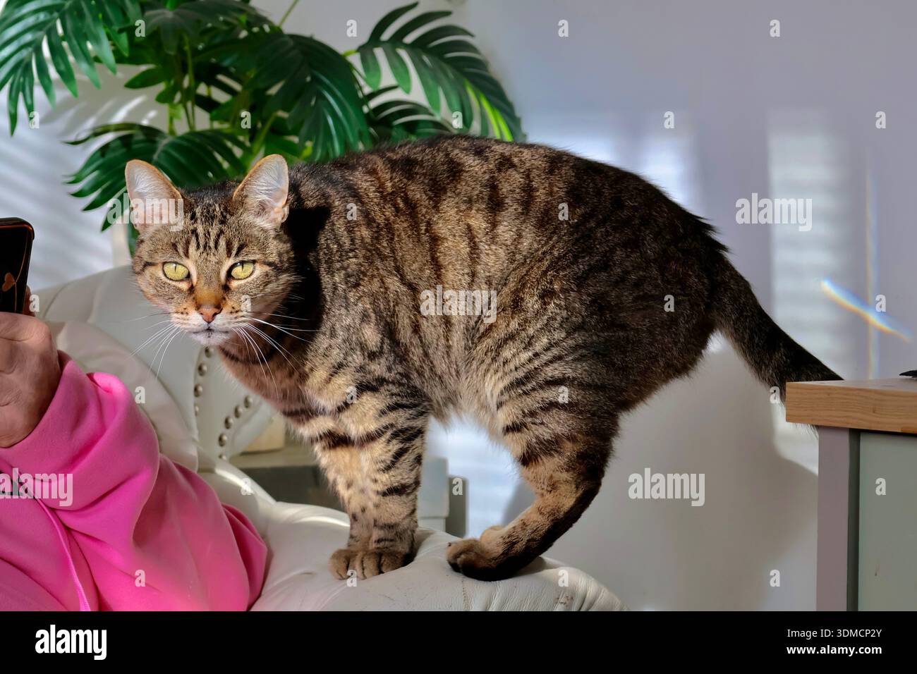 Gatto incrociato Tabby e Bengal in piedi su un divano accanto a una persona con una maglietta rosa, pianta di palma sullo sfondo Foto Stock