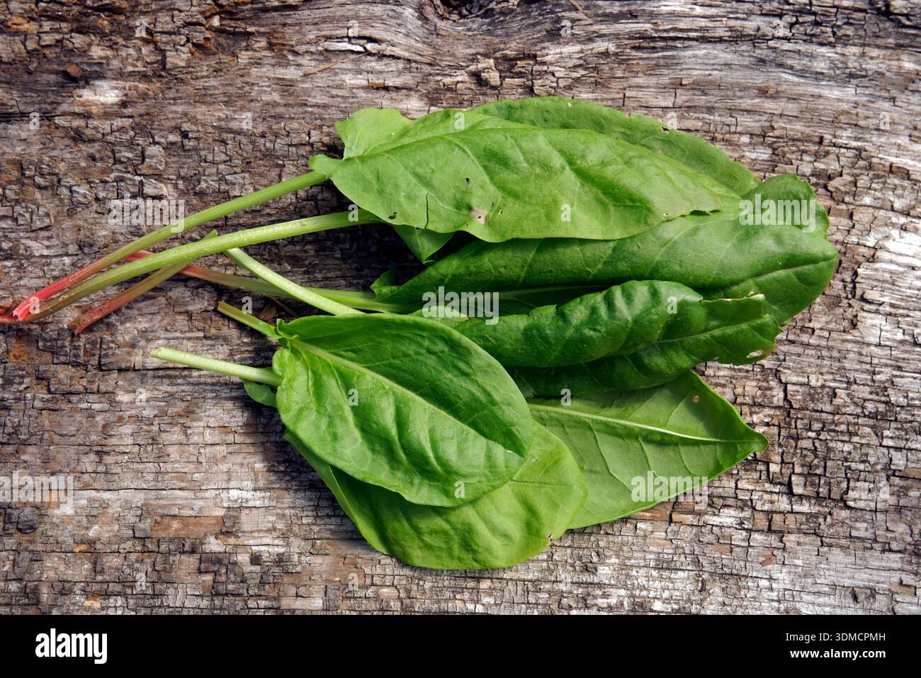 Foglia di Sorrel su legno antico (orto di Suzanne, Loira, Francia). Foto Stock