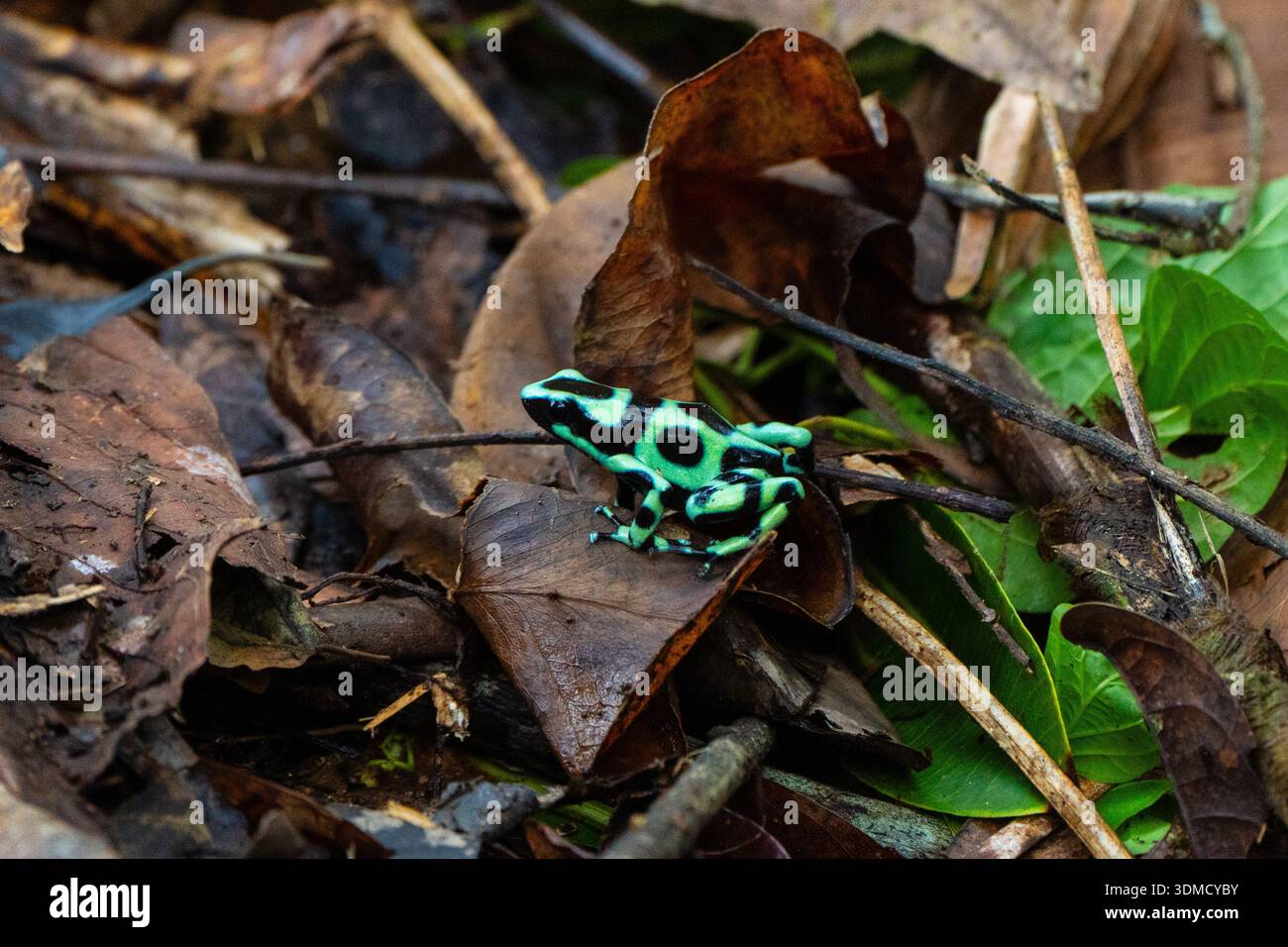 Rana veleno verde e nero (Dendrobates auratus), Costa Rica Foto Stock