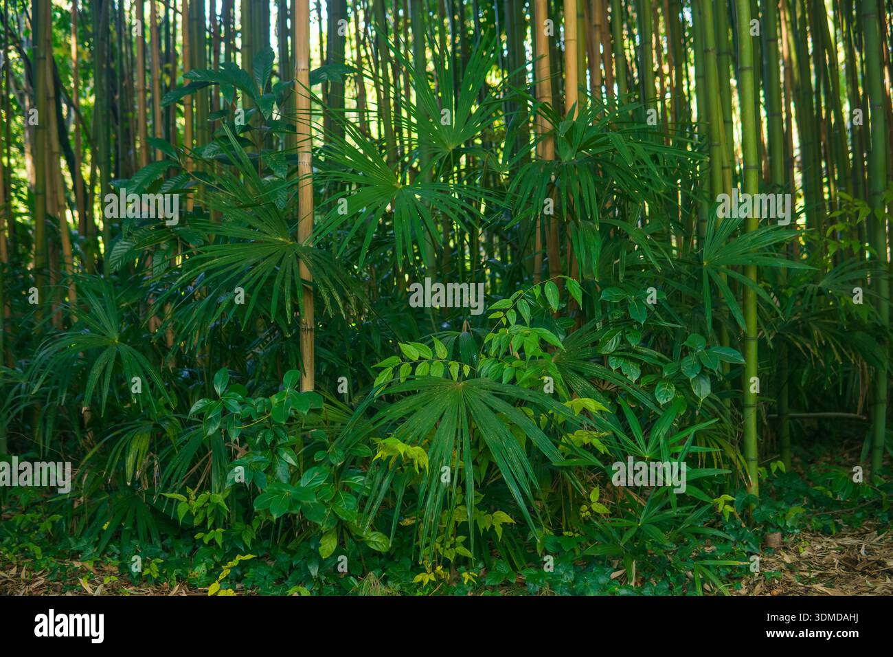 foresta di bambù al mattino con luce solare e ombra Foto Stock