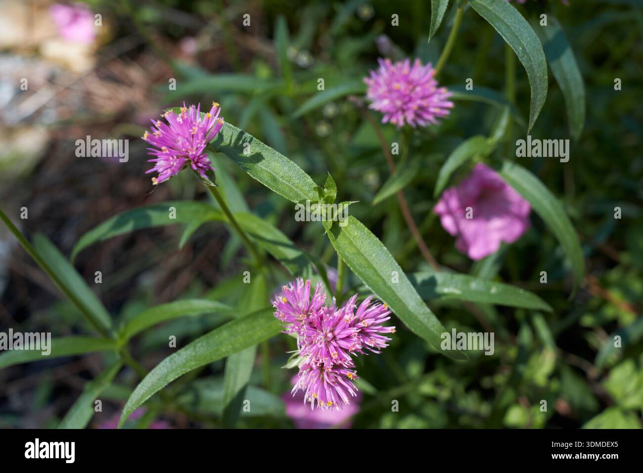 Primo piano sull'infiorescenza viola di Gomphrena globosa Foto Stock