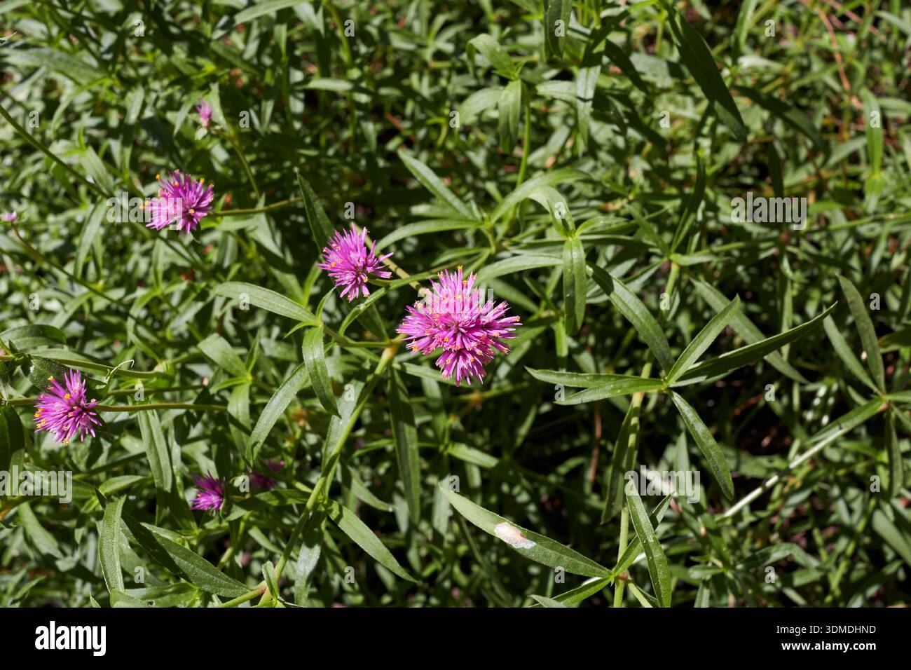 Primo piano sull'infiorescenza viola di Gomphrena globosa Foto Stock