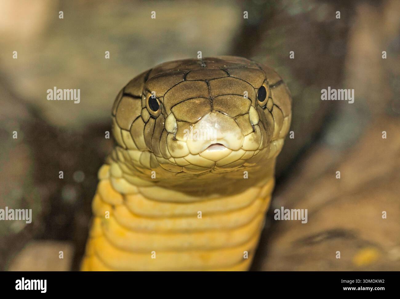 Re Cobra (Ophiophagus hannah) ha sparato alla testa nel suo recinto in uno zoo, mostrando cappuccio e postura velenosa. Foto Stock
