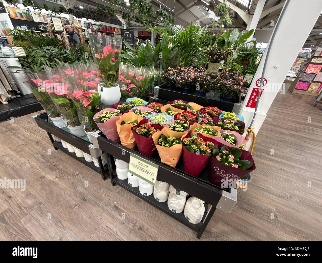 Accogliente esposizione di piante e fiori al coperto all'ingresso di un giardino di lusso, progettato per creare colori e atmosfere per i clienti. Foto Stock