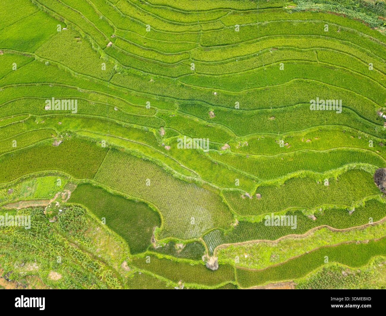 Veduta aerea del drone Winding Road risaie risaie lussureggianti verdeggianti nella giungla tropicale Foto Stock