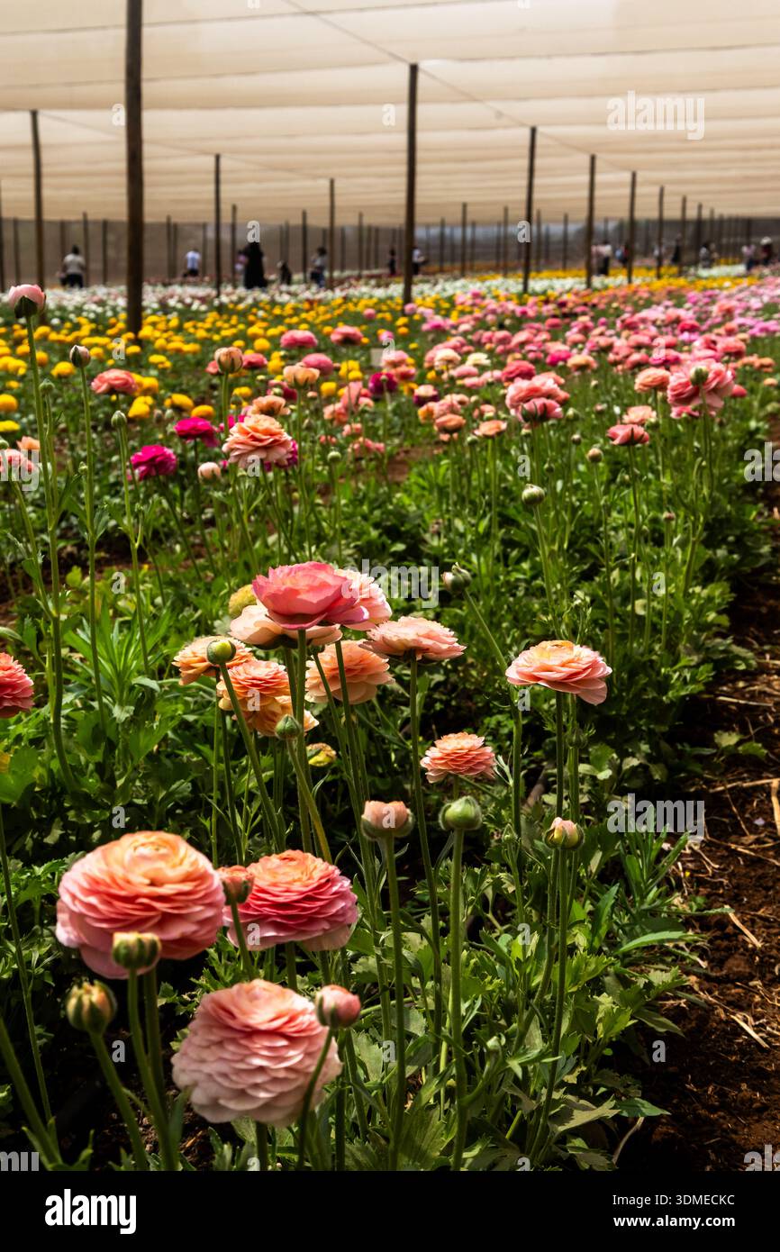 File di tazzine persiane (Ranunculus asiaticus) fiori in piena fioritura in una casa ombreggiata in una piccola fattoria di fiori, con persone fuori fuoco nel dorso Foto Stock