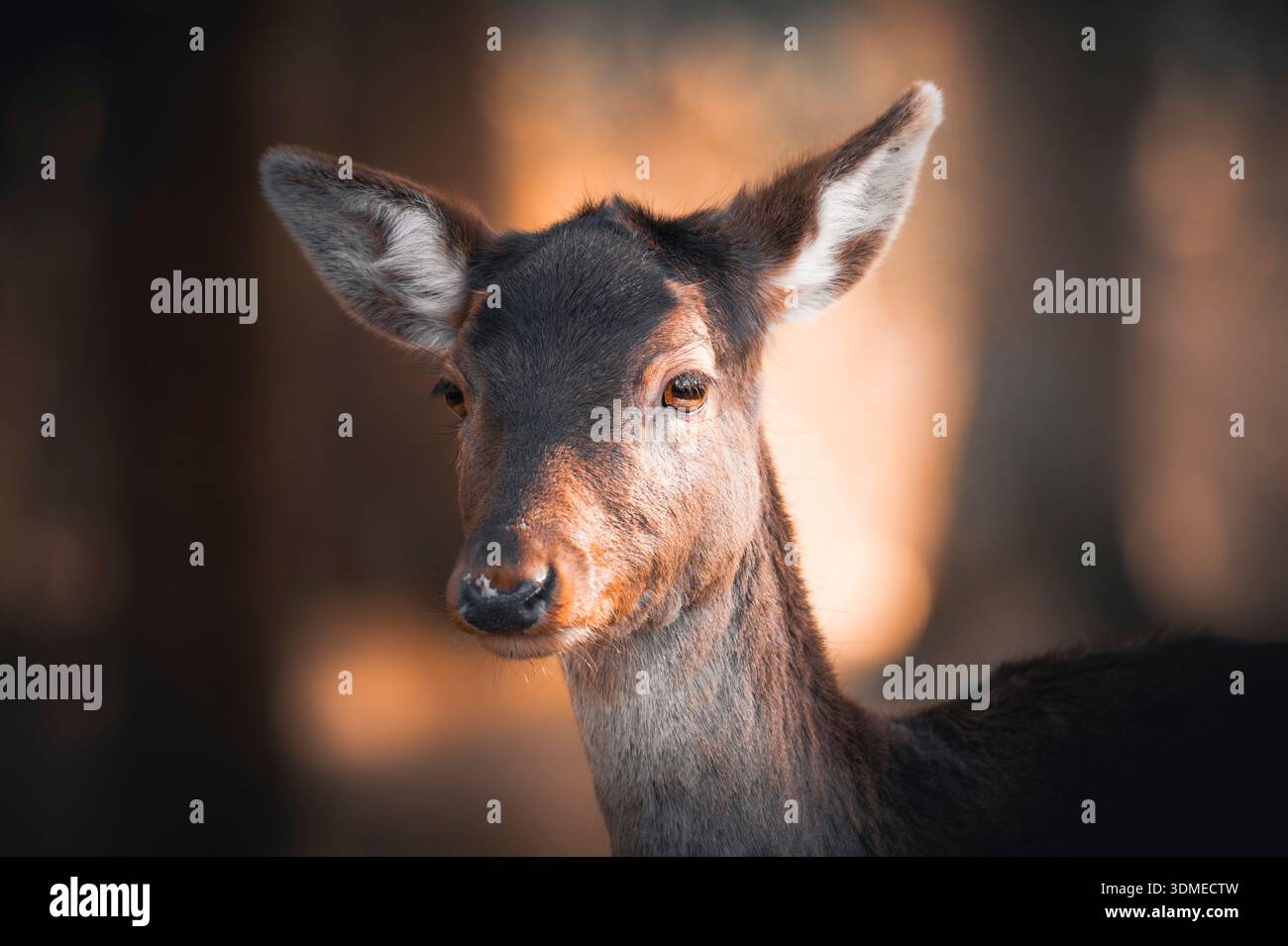 Ritratto di un cervo a riposo (Dama dama) nella foresta sotto la calda luce del sole invernale Foto Stock