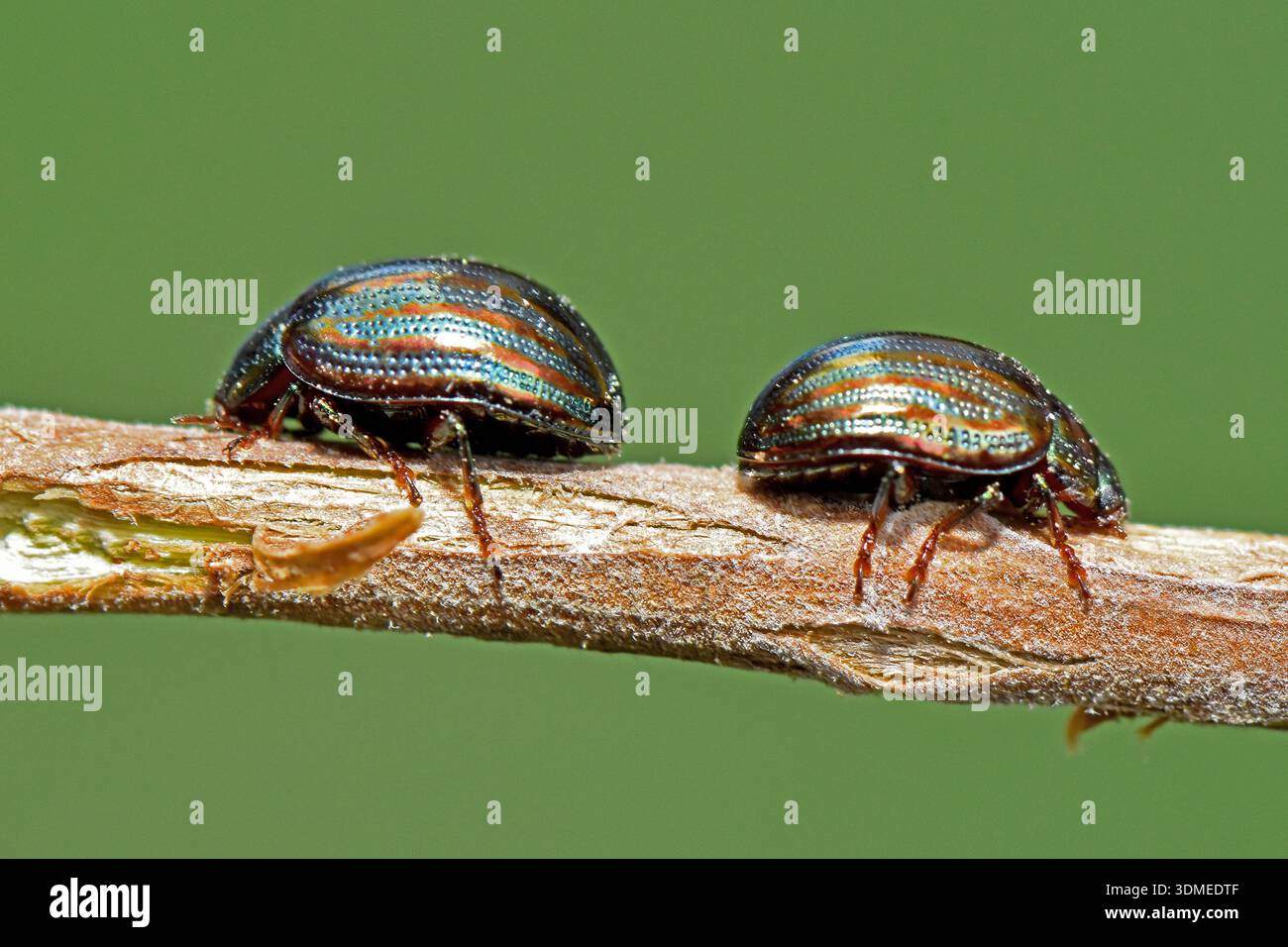 Profilo macro di due coleotteri rosmarini metallizzati (Chrysolina americana) che camminano su un gambo secco legnoso a Cipro. Foto Stock