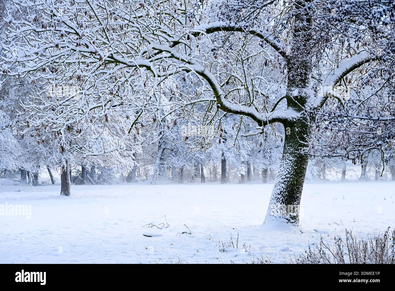 Paesaggio invernale a Kirchwerder, Amburgo, Germania Foto Stock