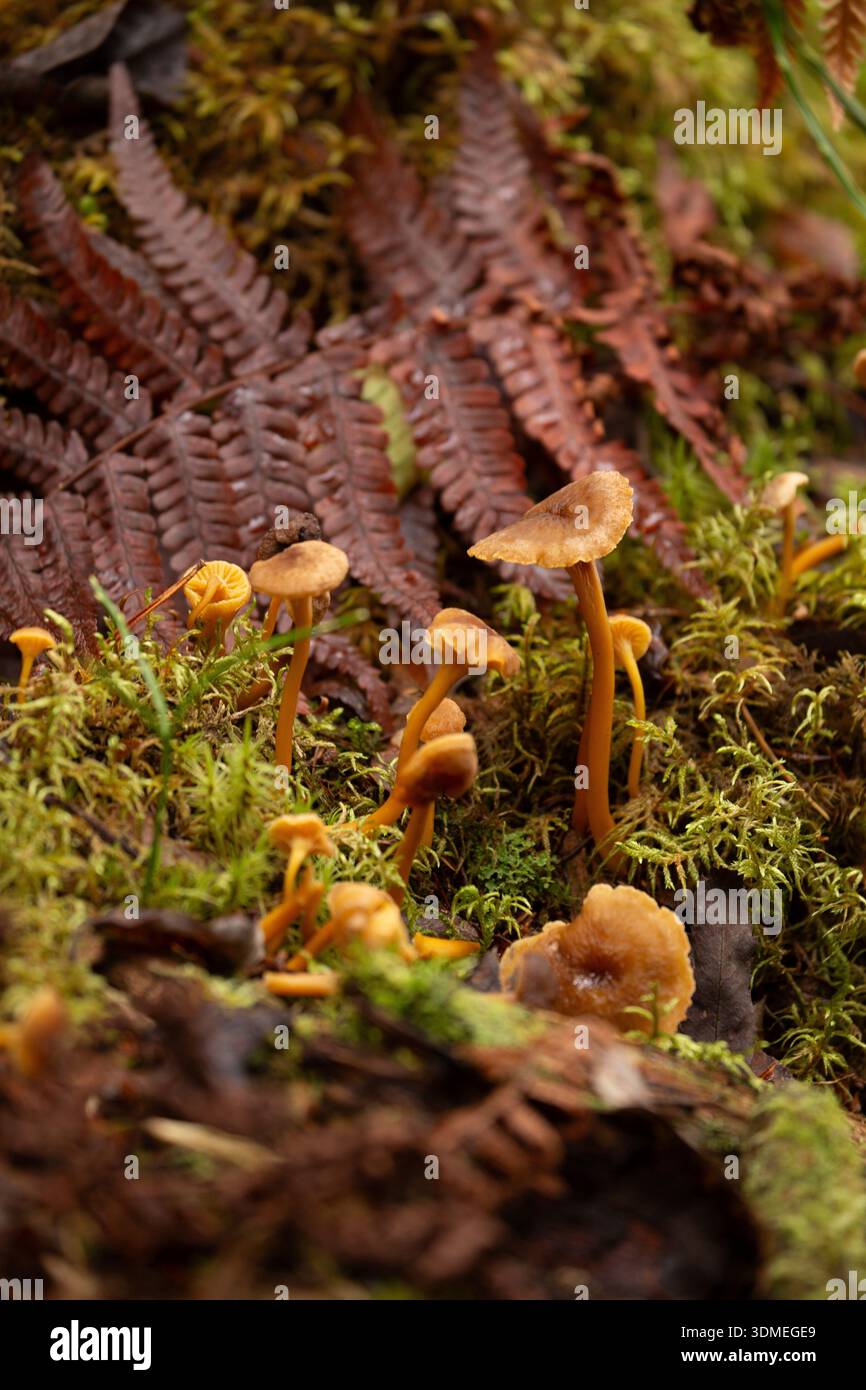 Canterelle invernali (Craterellus tubaeformis) Foto Stock