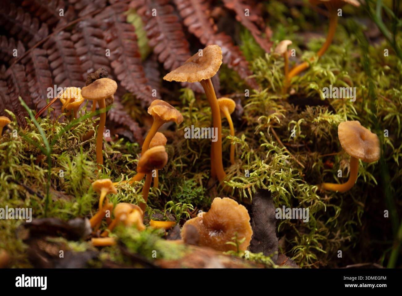 Canterelle invernali (Craterellus tubaeformis) Foto Stock