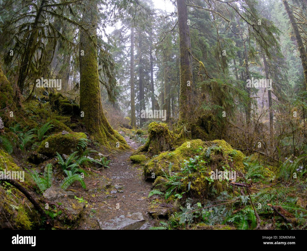 WA31027-00..... WASHINGTON - Boulder River Trail, Mount Baker Snoqualmie National Forest, Boulder River Wilderness. Foto Stock