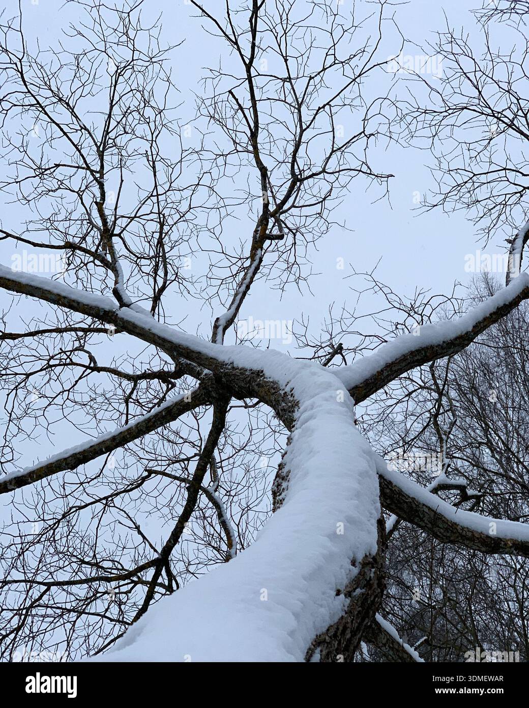 Rami di alberi ricoperti di neve che raggiungono un cielo invernale vicino a Tartu, Tartumaa, Estonia, gennaio 2021 Foto Stock
