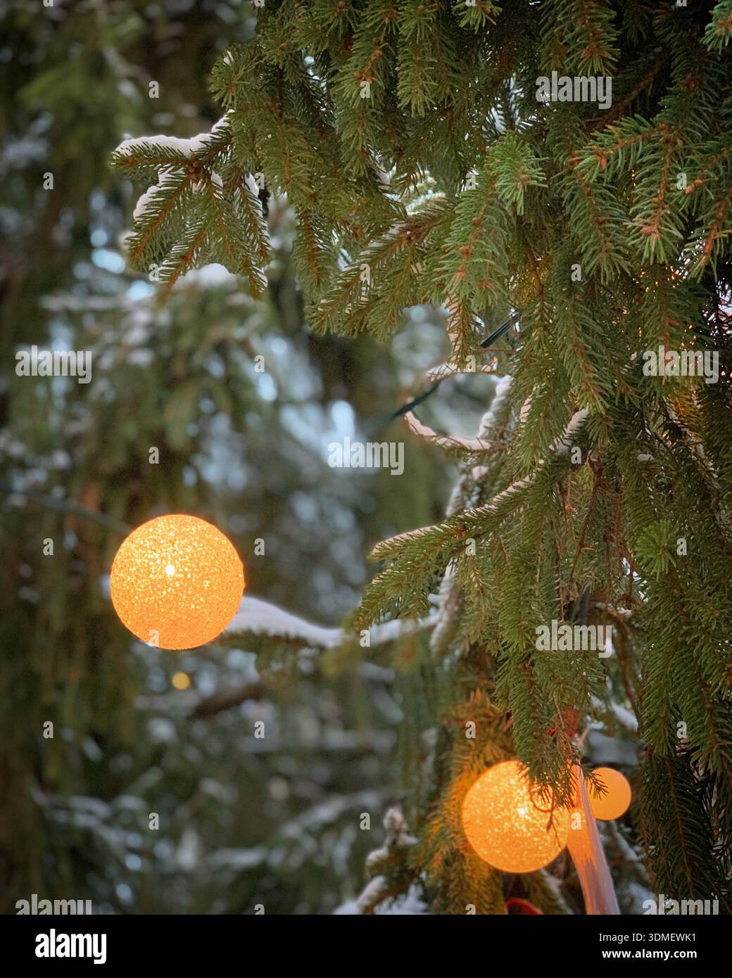 Alberi di Natale sempreverdi spolverati di neve rami con calde luci accese a Tartu, Tartumaa, Estonia, dicembre 2020 Foto Stock