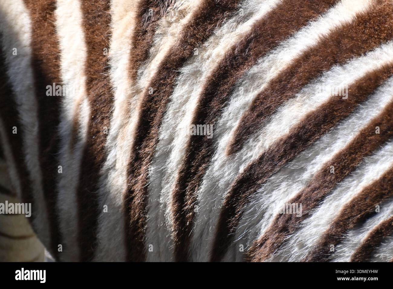 Pelliccia della zebra Foto Stock