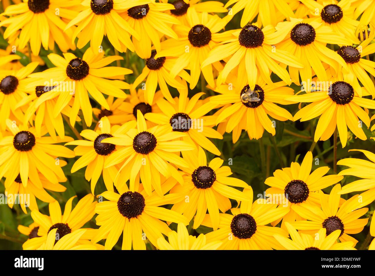 Bee on Black Eyed Susans Blossoms.Bee on Black Eyed Susans gialli visti dall'alto. Foto Stock
