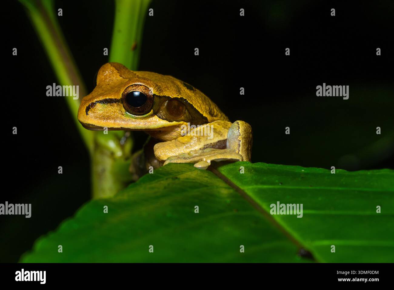 Rana di albero mascherata (Smilisca Phaeota) arroccata sul ramo, costa caraibica, Costa Rica Foto Stock