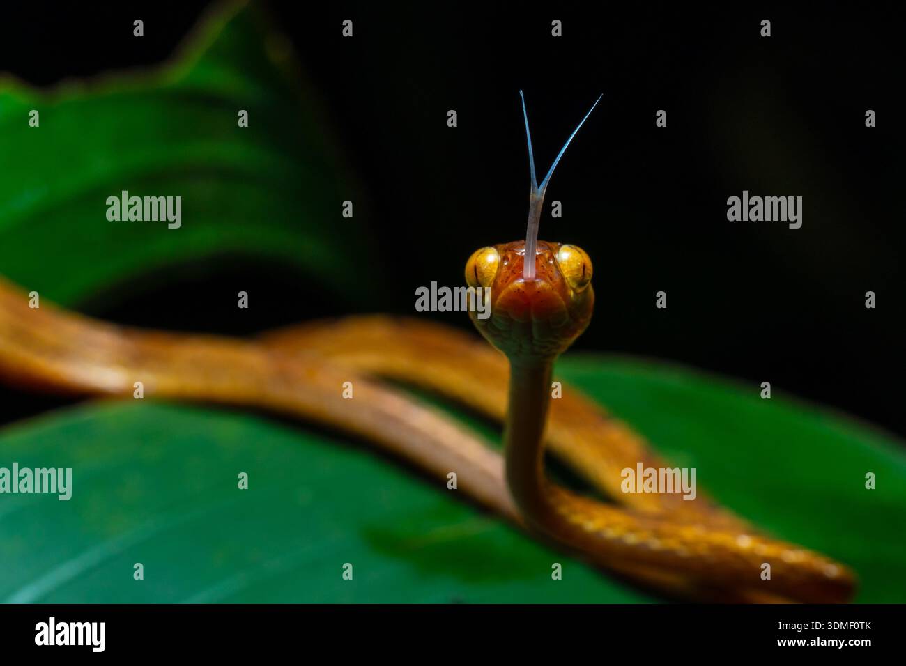 Comune serpente arboricolo dalla testa smussata (Imantodes cenchoa) che sporge dalla lingua, Amazzonia ecuadoriana, Ecuador Foto Stock