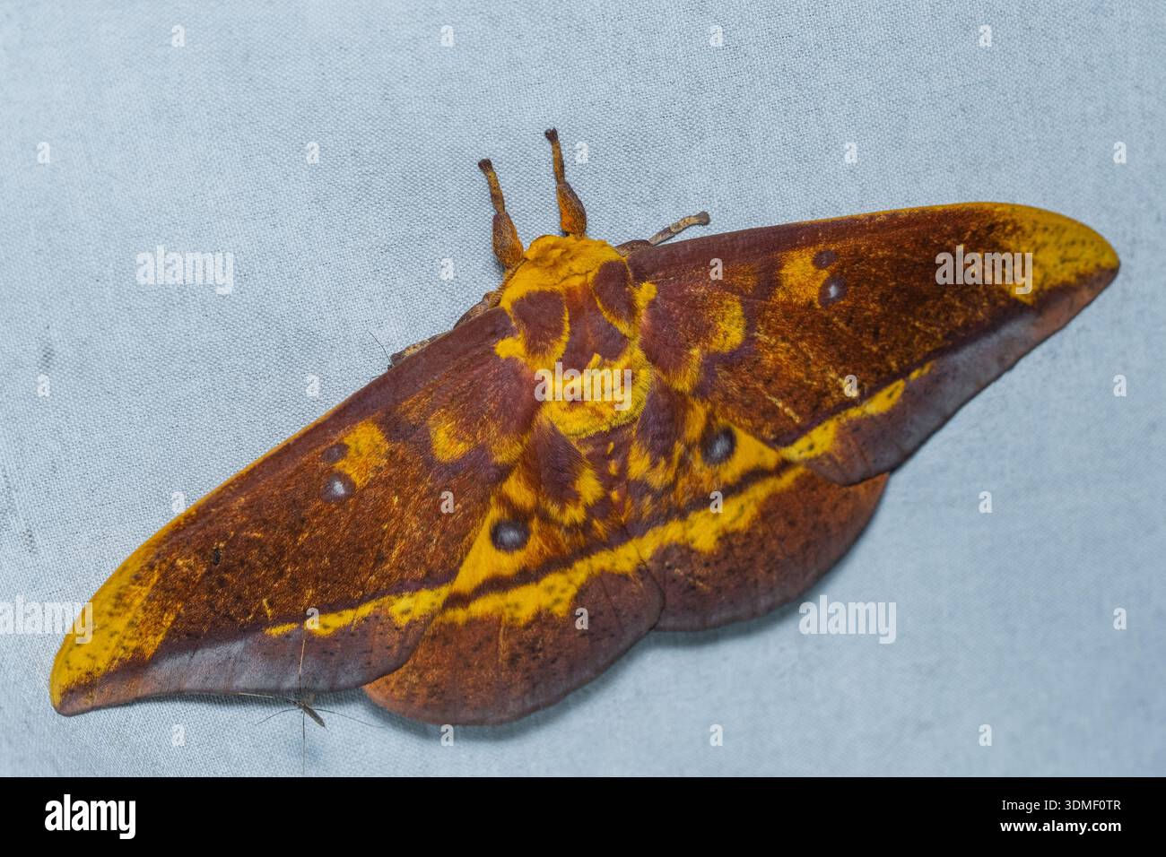 Moth, probabilmente la falena imperiale, Ecuador Foto Stock