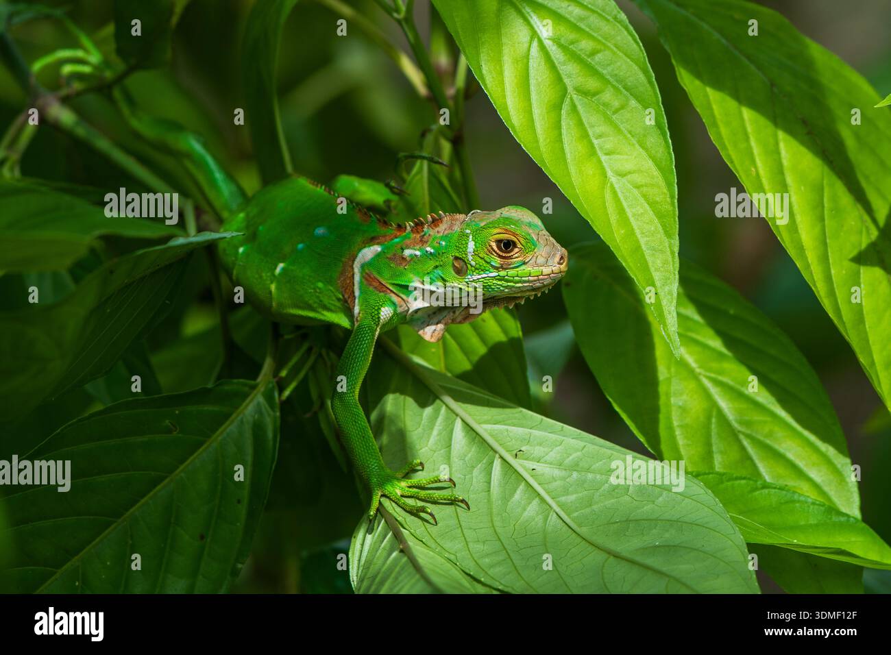 Iguana verde (iguana iguana) tra foglie, penisola di osa, Costa Rica Foto Stock