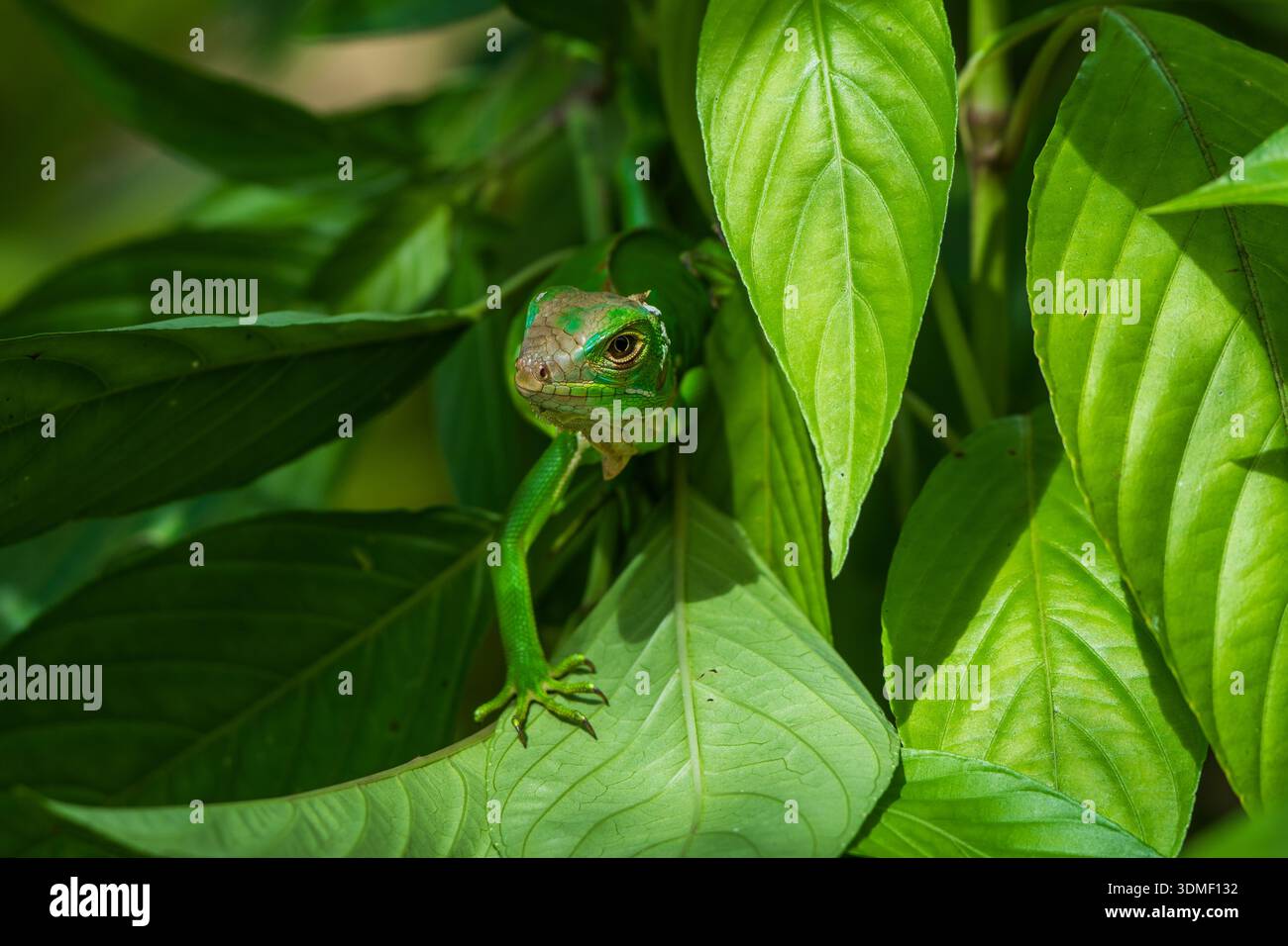 Iguana verde (iguana iguana) tra foglie, penisola di osa, Costa Rica Foto Stock