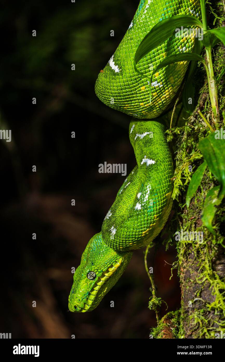 Boa di smeraldo (Corallus caninus), Amazzonia ecuadoriana, Ecuador Foto Stock