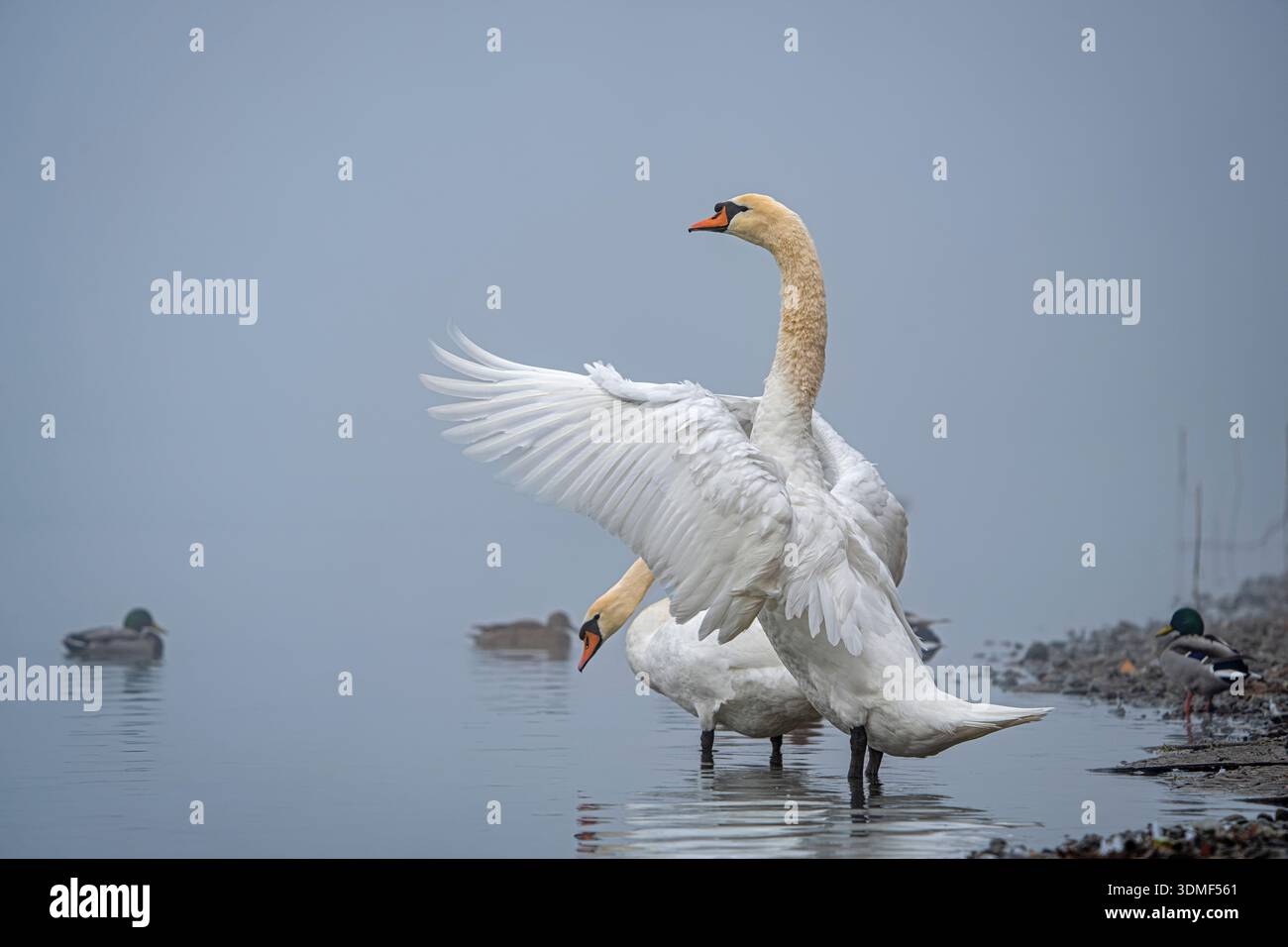 Un paio di cigni nella nebbia mattutina. Il cigno muto è una specie di uccello che appartiene al genere del cigno e alla sottofamiglia dell'oca all'interno della famiglia delle anatre. Foto Stock