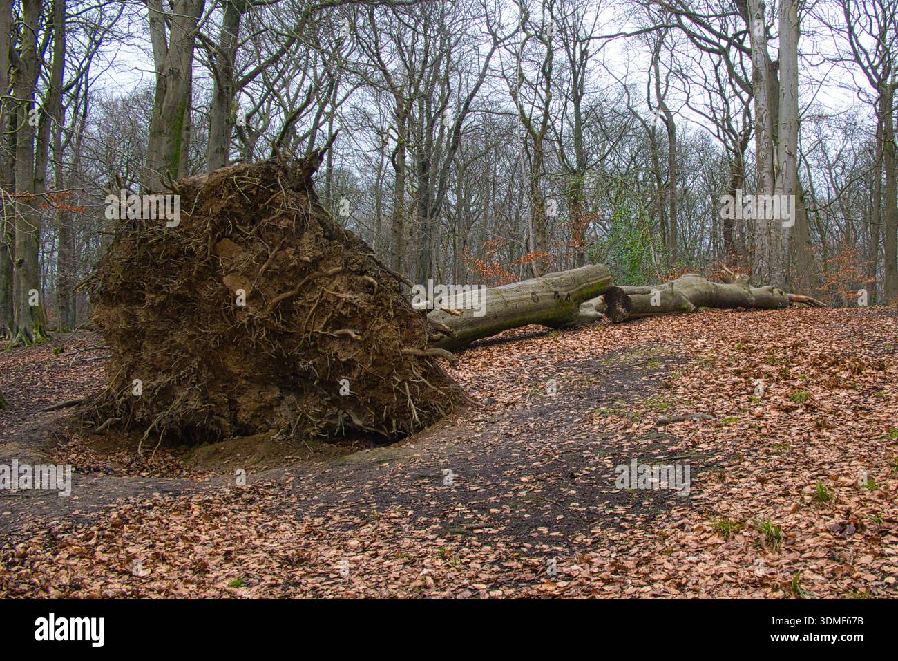 Grande albero caduto sradicato dopo una tempesta Foto Stock