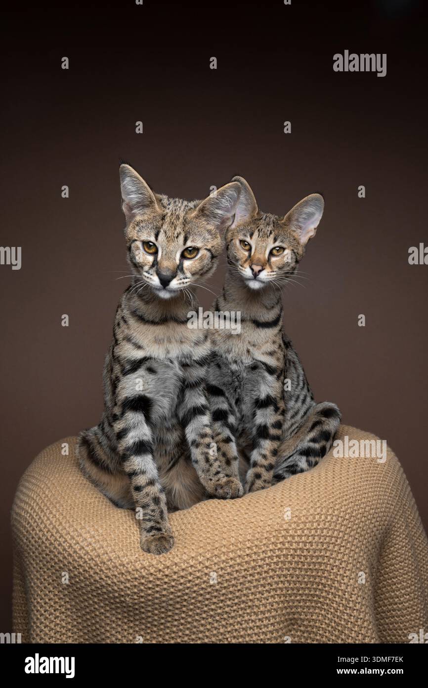 Ritratto di due gattini Savannah F1 su sfondo marrone Foto Stock