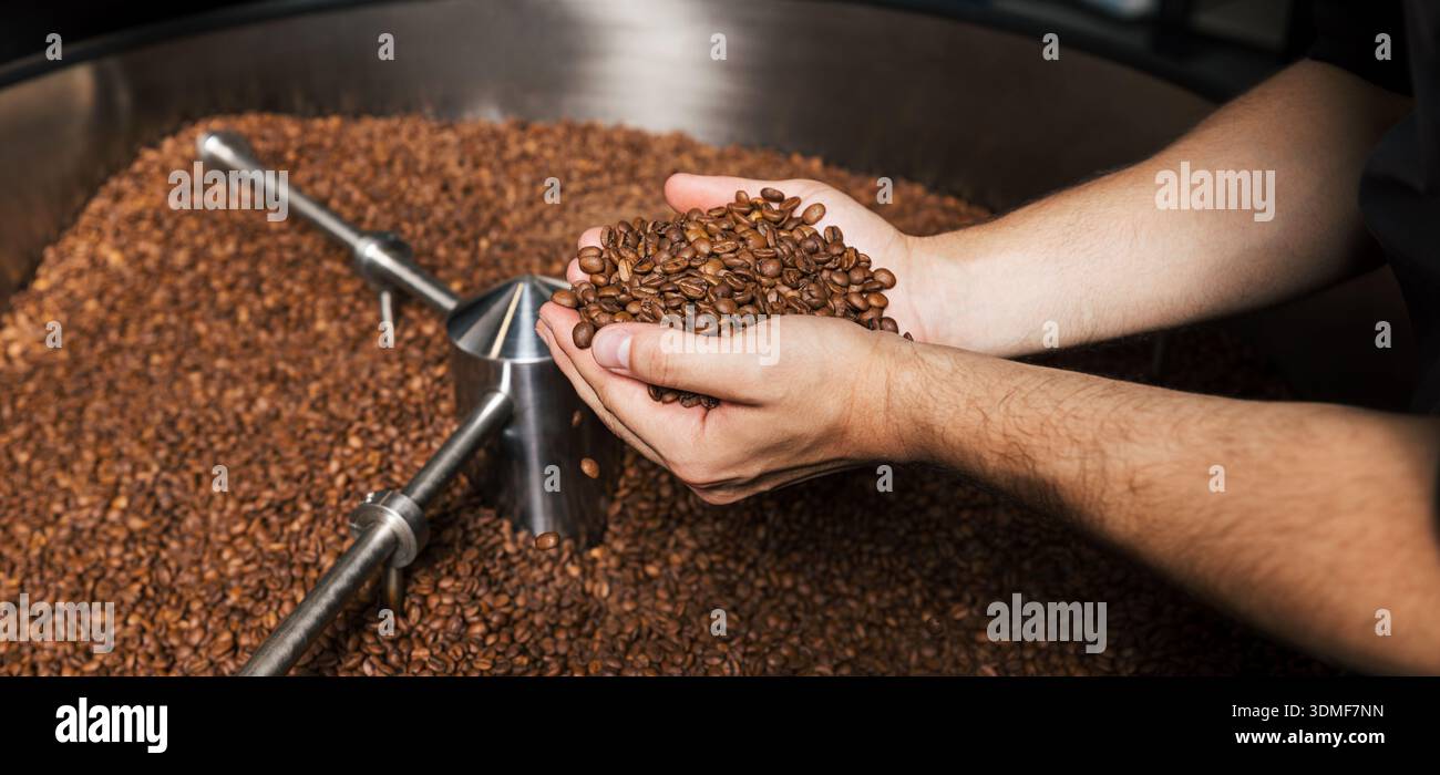 Primo piano e dettaglio di mani maschili che tengono con cura i chicchi di caffè Foto Stock