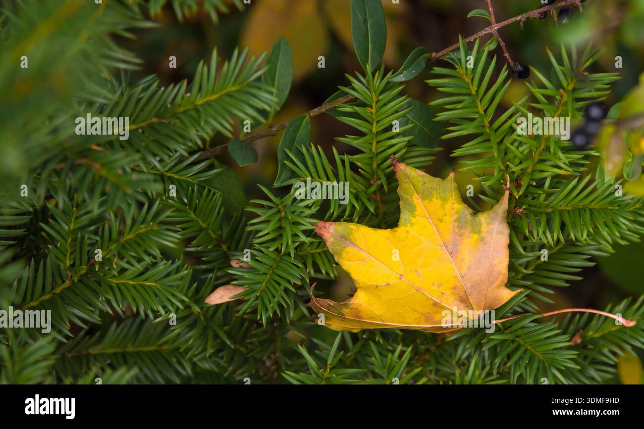 La foglia d'acero appassito è caduta su un ramo di abete Foto Stock
