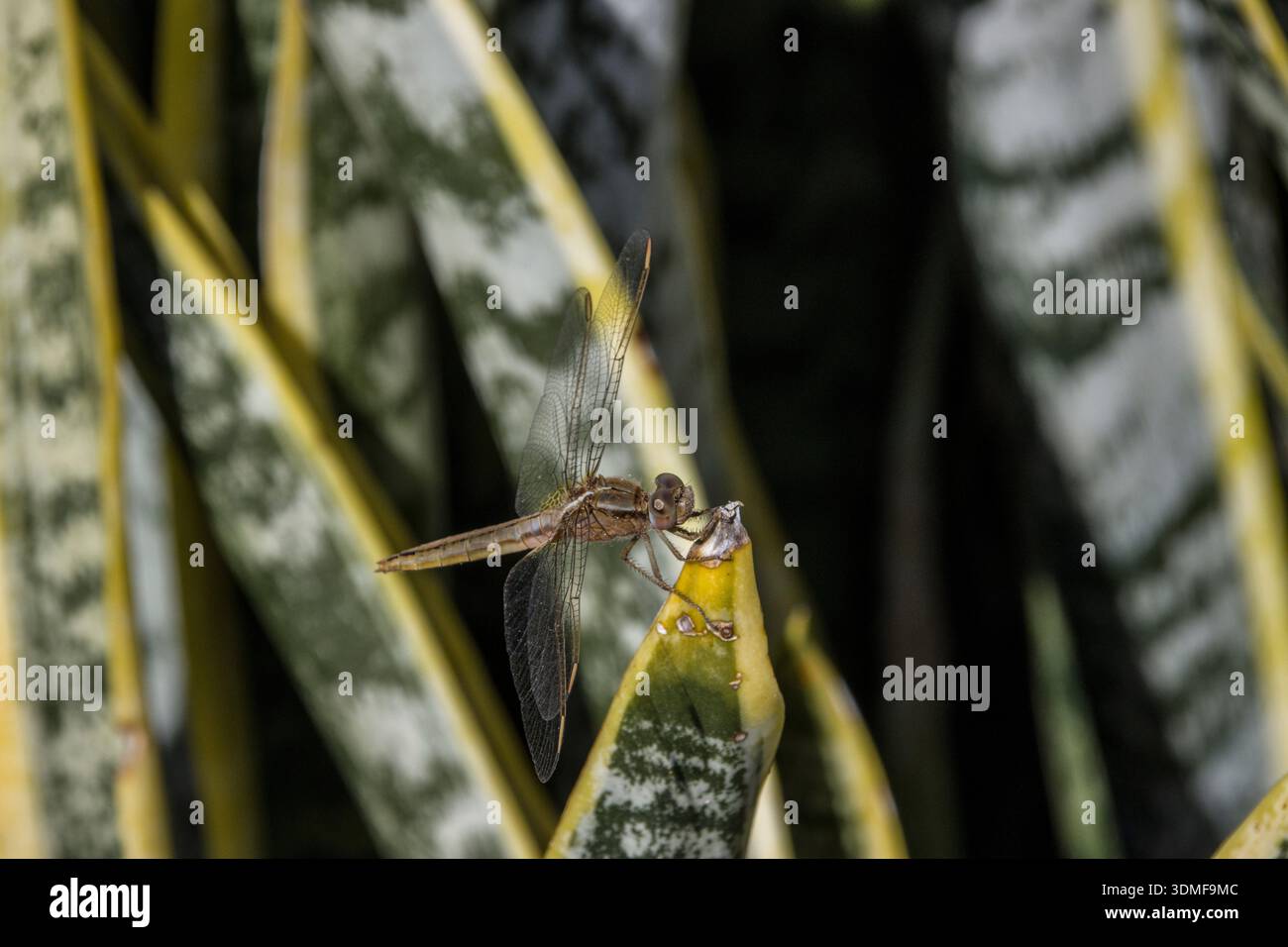 Lancia la libellula (Crocothemis erythraea) - femmina Foto Stock