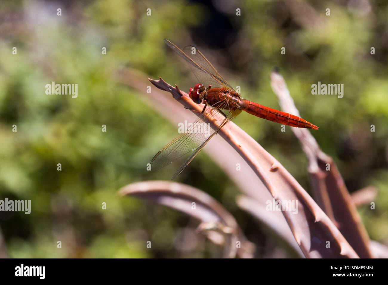 Lancia la libellula (Crocothemis erythraea) - uomo Foto Stock