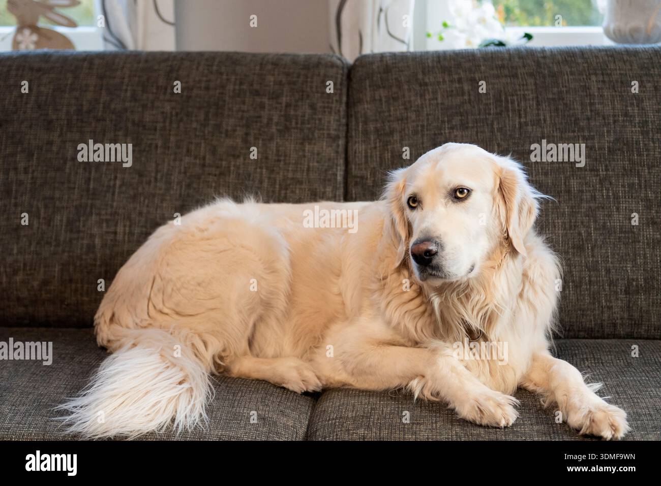 Il mostro del Retriever si sdraiava rilassato sul divano Foto Stock
