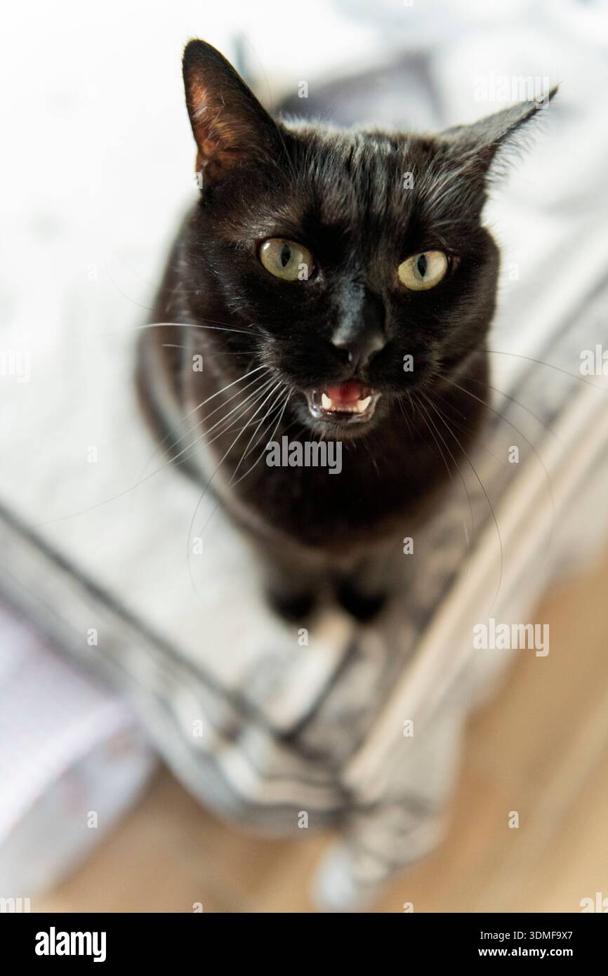 Il gatto nero siede sul letto e si mescola Foto Stock