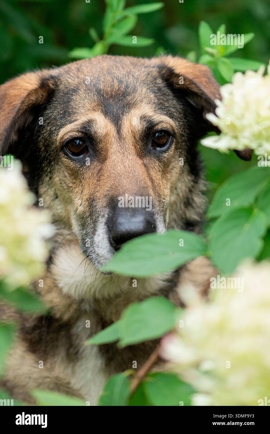 Ritratto di un cane pastore incrociato nel giardino Foto Stock